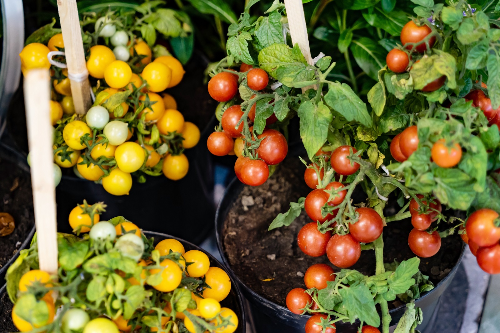 Comment R Ussir Les Tomates Cerises En Pot